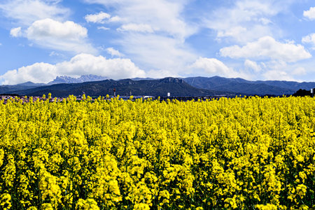 Colorful yellow rapeseed flower field (Brassica Napus)の写真素材