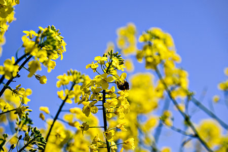 A bee pollinating a plant in a field of yellow rapeseed (Brassica napus) flowers.の写真素材