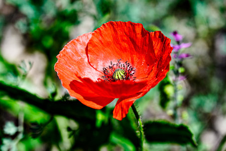 Beautiful poppy flower or wild poppy (Papaver rhoeas) blooming in the fieldの写真素材