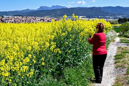 An elderly woman with curly blonde hair wearing a red sweater picking flowers in a field of yellow rapeseed. Nature, fieldsの写真素材