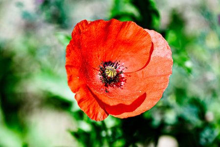 Beautiful poppy flower or wild poppy (Papaver rhoeas) blooming in the fieldの写真素材