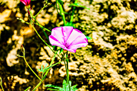 Macro of violet flowers in the garden