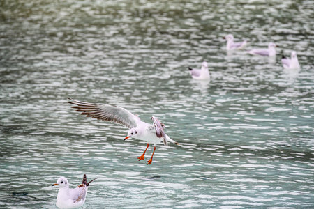 A group of pigeons cooling off and fluttering in the water of a lake in a park.の写真素材
