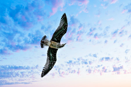 Seagull Flying in a Cloudy Blue Skyの写真素材