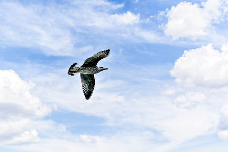Seagull Flying in a Cloudy Blue Skyの写真素材