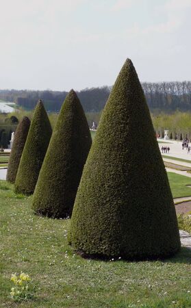 Formal Garden Topiary Treesの写真素材