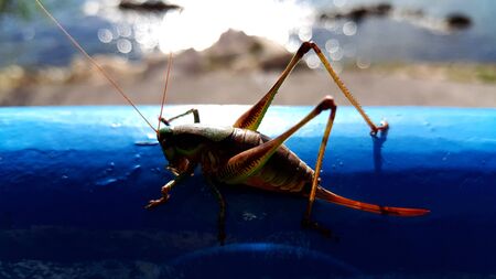 Beautiful green grasshopper sunbathing on a blue fence by the sea in Kostrena, Croatia