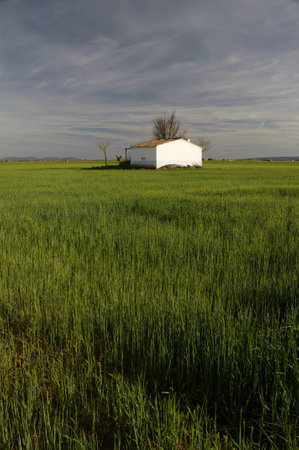 Cereal field with farmhouse の写真素材