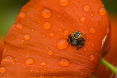 A spider in a poppy after the rainの写真素材