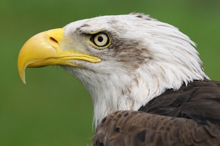 This photo is a closeup of the head of a bald eagle against a blurred backgroundの写真素材