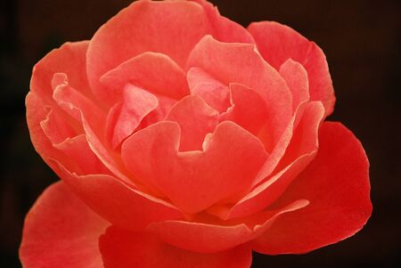 rose sign of passion and love ..の写真素材