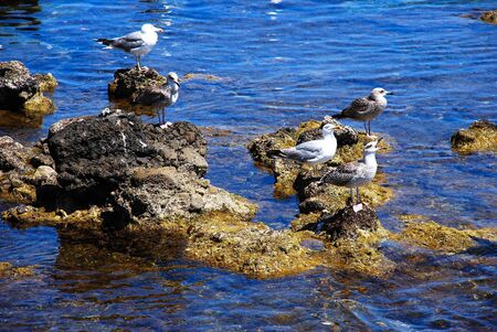 Marettimo  - Egadi Islands (Sicily)の写真素材