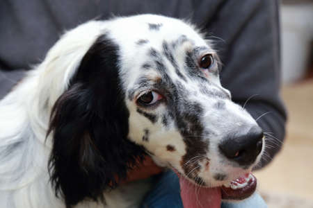 Setterの写真素材