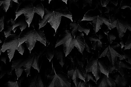 maple leaves in black and white (still life)の写真素材