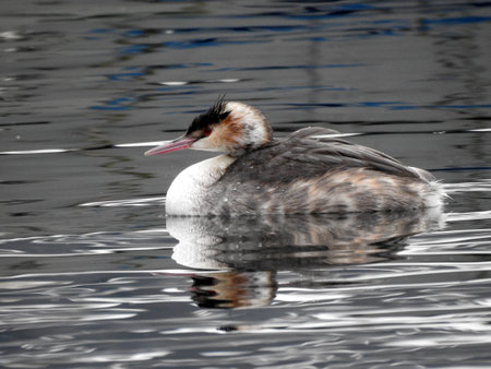 A great crested grebe (podiceps cristatus) is swimming on the water surface