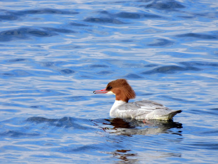 Female Goosander swimming in the Lake - Italyの写真素材