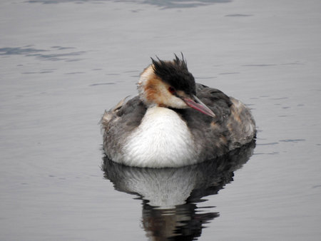 A great crested grebe (podiceps cristatus) is swimming on the water surface