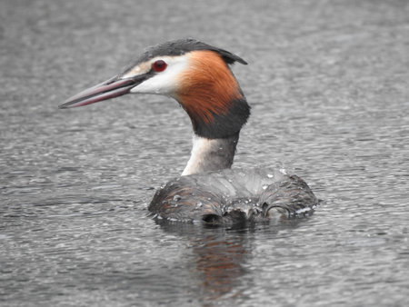A great crested grebe (podiceps cristatus) is swimming on the water surface