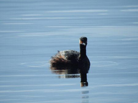 A black-necked grebe (Podiceps nigricollis) is swimming on the water surface