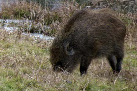 Wild boar - Sus scrofa, wild boar in the wildの写真素材