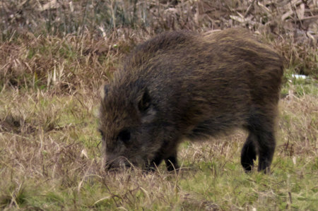 Wild boar (Sus scrofa) in the wild.の写真素材