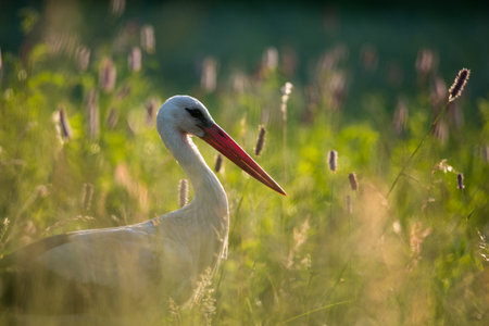White stork (Ciconia ciconia)