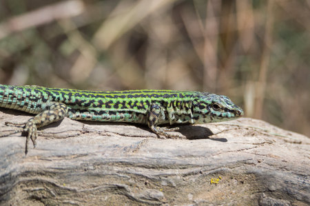 Green lizard on a log in the wild. Close-up.の写真素材