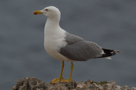 Yellow-legged gull (Larus michahellis), single bird on rock.の写真素材