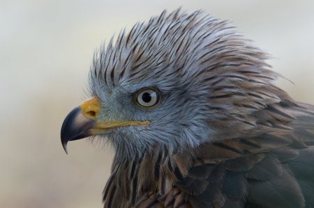 Close-up portrait of a red kite (Milvus milvus)の写真素材