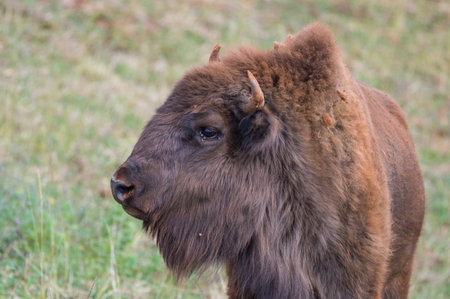 European bison (Bison bonasus)の写真素材