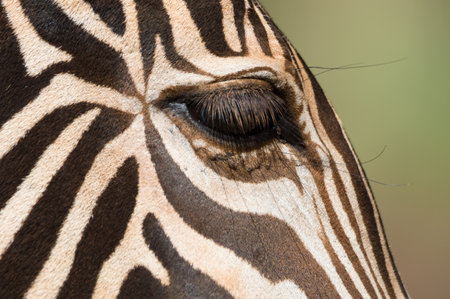 Close-up of the eye of a zebra in the wildの写真素材