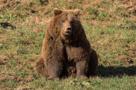 European brown bear (Ursus arctos arctos)