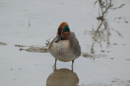 Eurasian Teal, Anas crecca, single male in water