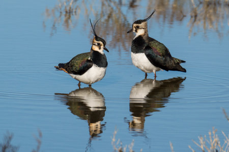 Northern Lapwing, Vanellus vanellus, birds in water, Walesの写真素材