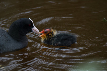 Mother coot with her chick in a pond. Close up.の写真素材