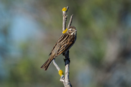 Reed bunting, Emberiza schoeniclus, single bird on branch, Warwickshireの写真素材