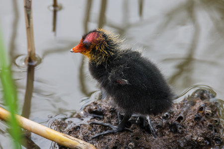 Coot chick (Fulica atra) in the nature.の写真素材