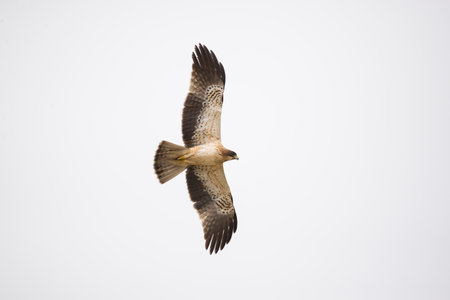 Red kite (Buteo buteo) in flight