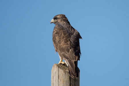 Common buzzard (Buteo buteo) on a postの写真素材