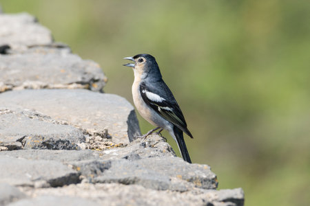 Male Chaffinch ssp canariensis (Fringilla coelebs canariensis/ombriosa). Perched on a rock, singing,...