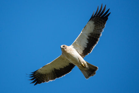 Common buzzard (Buteo buteo) in flightの写真素材