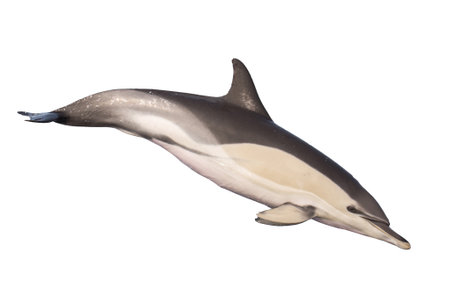 common dolphin silhouette