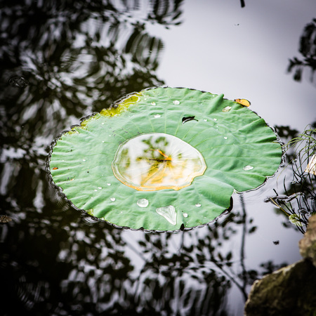 Lotus leaf on lake with small pond of colorful water insideの写真素材