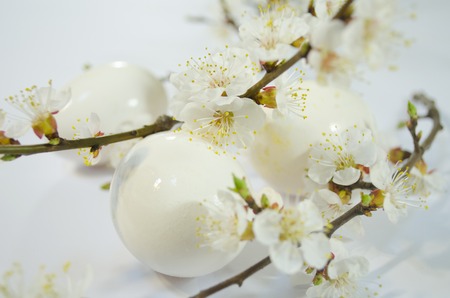 egg easter spring flowers background apple apricot