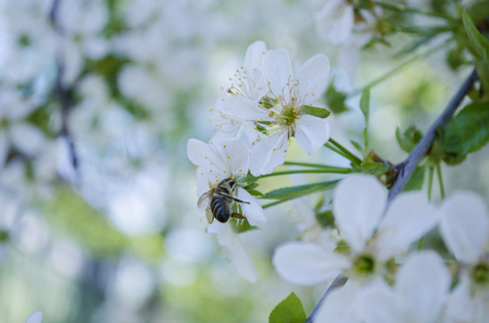 flowers apple cherry apricotの写真素材