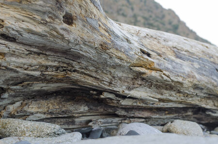 background old tree wood textureの写真素材