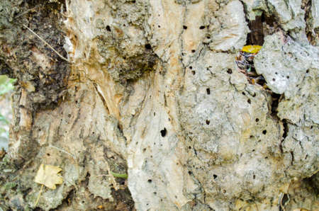 Old tree texture oak stump woodの写真素材