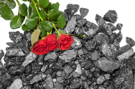 Black coal red rosesの写真素材