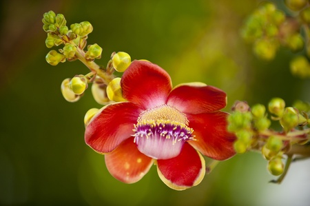 Sara flower is Rare flowerの写真素材