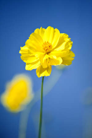 beautiful yellow flowerの写真素材